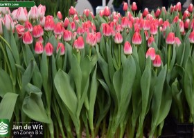 Tulipa With Love (2)