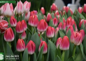 Tulipa With Love (3)