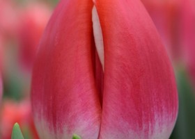 Tulipa With Love (4)
