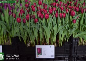 Tulipa World Bowl (1)