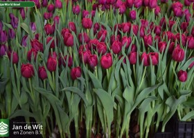 Tulipa World Bowl (2)