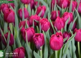 Tulipa World Bowl (3)
