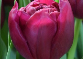 Tulipa World Bowl (4)