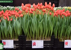 Tulipa World's Favourite (1)
