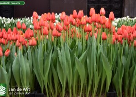 Tulipa World's Favourite (2)