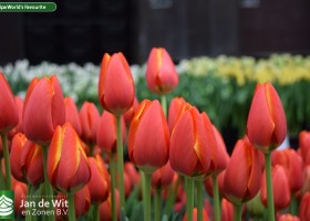 Tulipa World's Favourite (3)