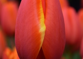 Tulipa World's Favourite (4)