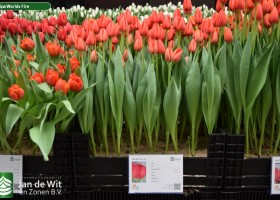 Tulipa Worlds Fire (1)