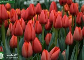 Tulipa Worlds Fire (3)