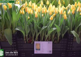 Tulipa Yellow Flight (1)