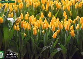 Tulipa Yellow Flight (2)