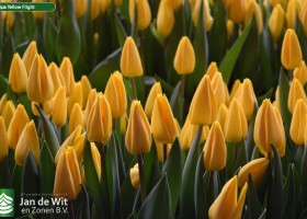 Tulipa Yellow Flight (3)