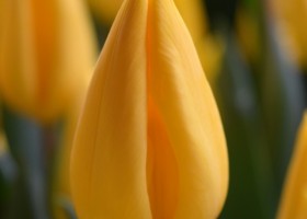 Tulipa Yellow Flight (4)