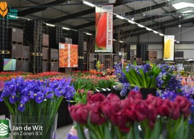 Tulip Trade Event 2019
