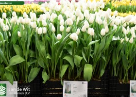 Tulipa Albatros (1)