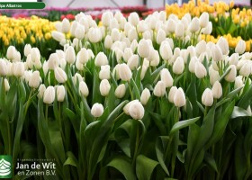 Tulipa Albatros (2)