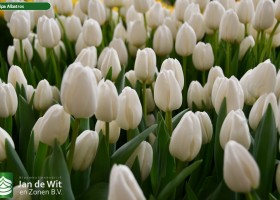 Tulipa Albatros (3)