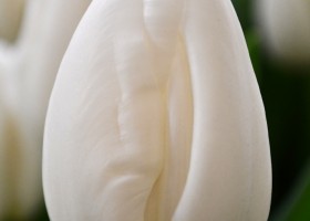 Tulipa Albatros (4)