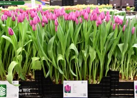 Tulipa Amedea (1)