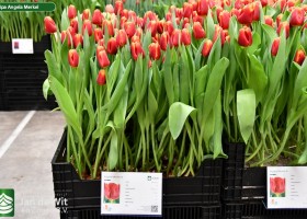 Tulipa Angela Merkel (1)