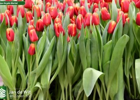 Tulipa Angela Merkel (2)