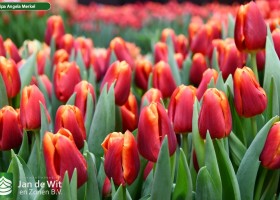 Tulipa Angela Merkel (3)