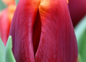 Tulipa Angela Merkel (4)
