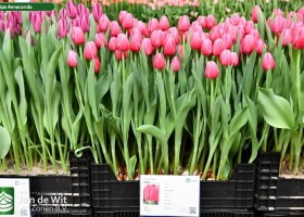 Tulipa Annaconda (1)