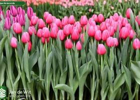 Tulipa Annaconda (2)