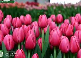 Tulipa Annaconda (3)