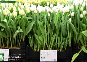 Tulipa Antarctica (1)