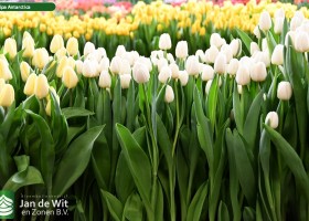 Tulipa Antarctica (2)