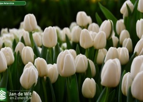 Tulipa Antarctica (3)