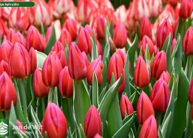 Tulipa Aphrodite (3)