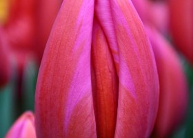 Tulipa Aphrodite (4)