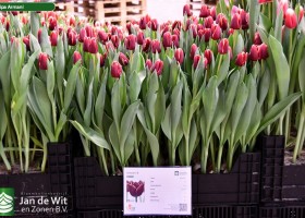 Tulipa Armani (1)
