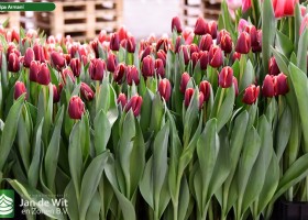 Tulipa Armani (2)