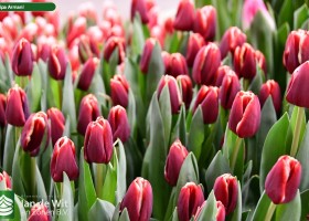 Tulipa Armani (3)