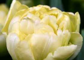 Tulipa Avant Garde (4)