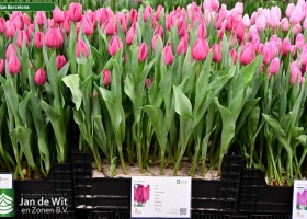 Tulipa Barcelona (1)