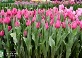 Tulipa Barcelona (2)