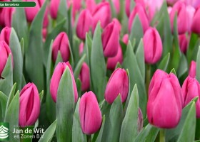 Tulipa Barcelona (3)