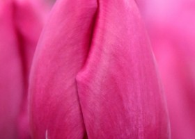 Tulipa Barcelona (4)