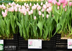 Tulipa Barcelona Beauty (1)