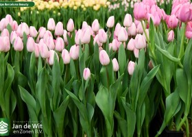 Tulipa Barcelona Beauty (2)