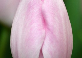 Tulipa Barcelona Beauty (4)