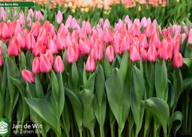 Tulipa Barre Alta (2)