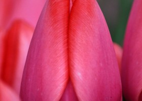 Tulipa Barre Alta (4)
