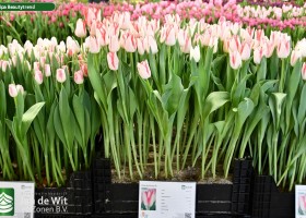 Tulipa Beautytrend (1)
