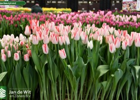Tulipa Beautytrend (2)